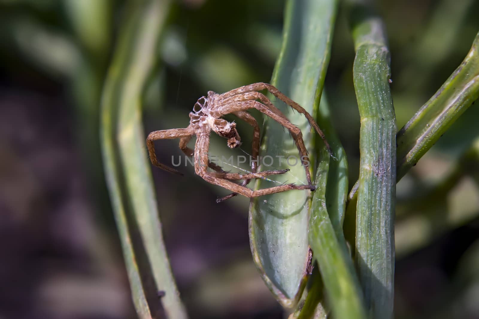 skin of a predatory spider close up