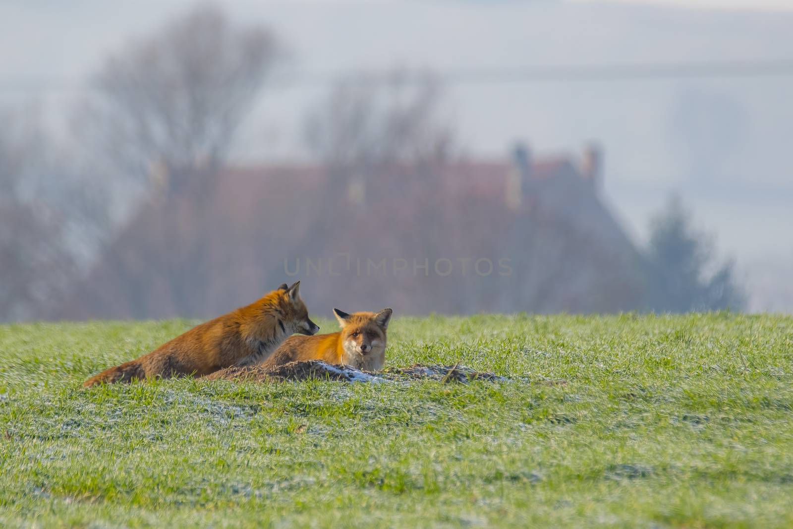 young fox couple at a fox cave
