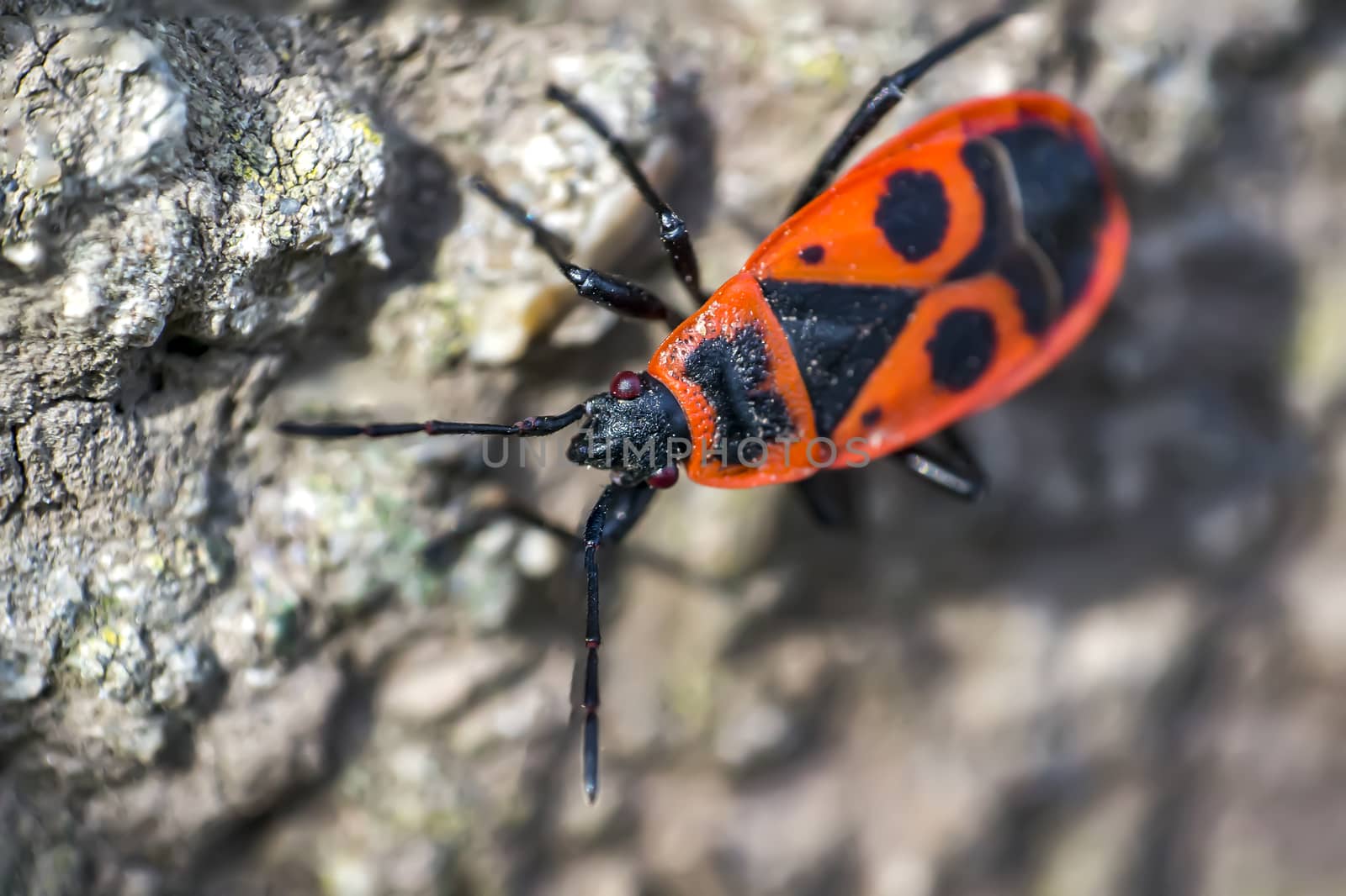 fire bug close up
