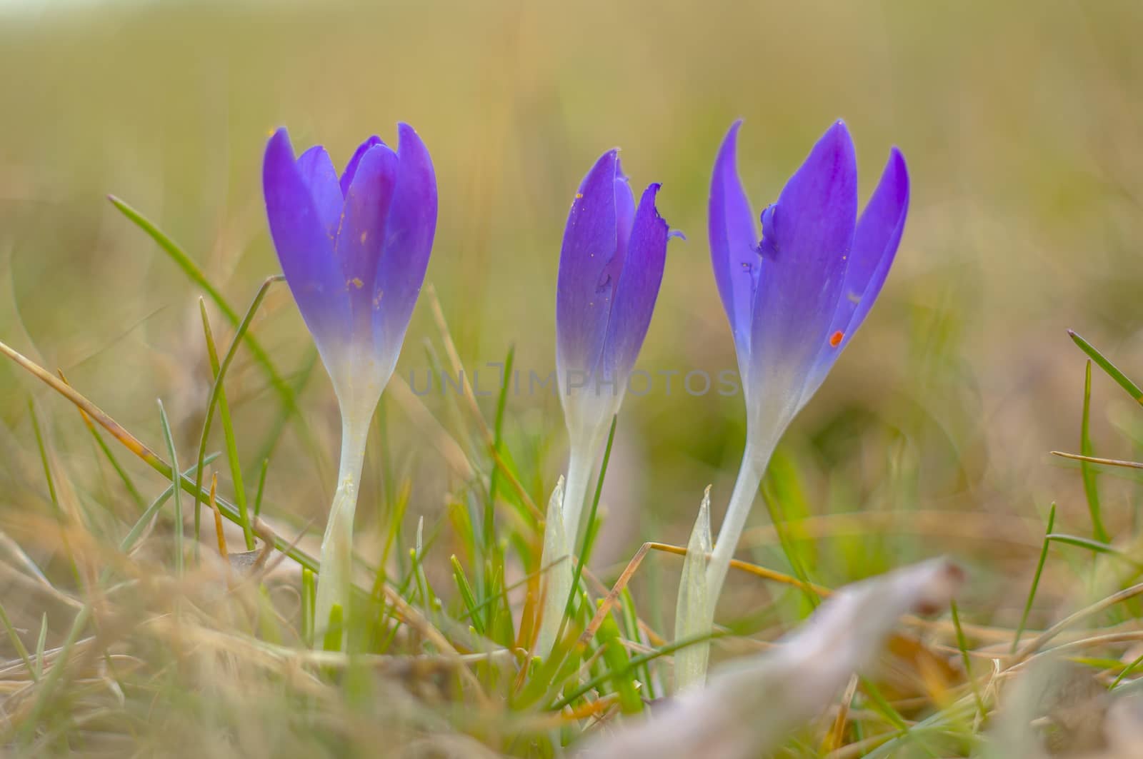 yellow blue white crocus in spring easter season garden