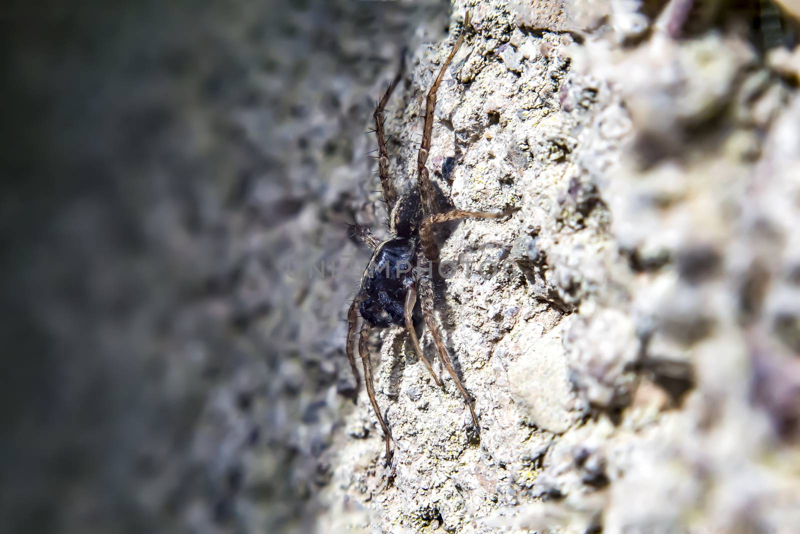 wolf spider close up