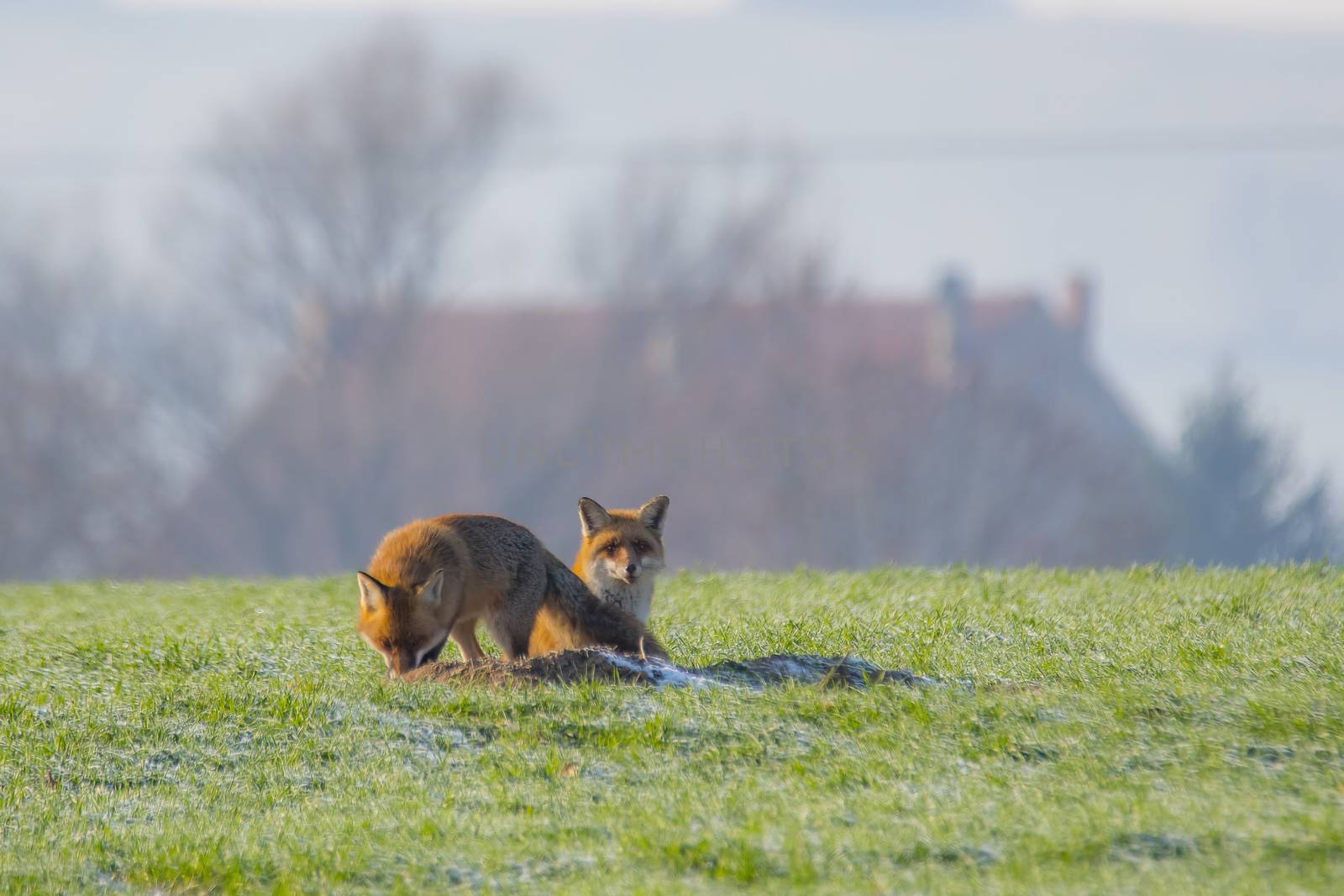 young fox couple at a fox cave