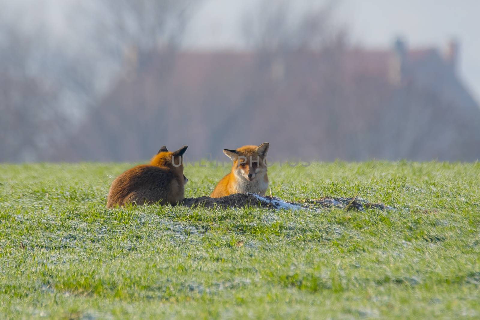 young fox couple at a fox cave