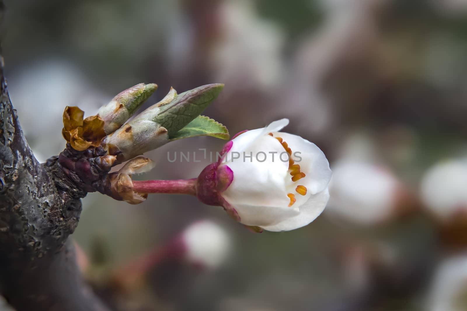 young cherry blossom bud in spring season