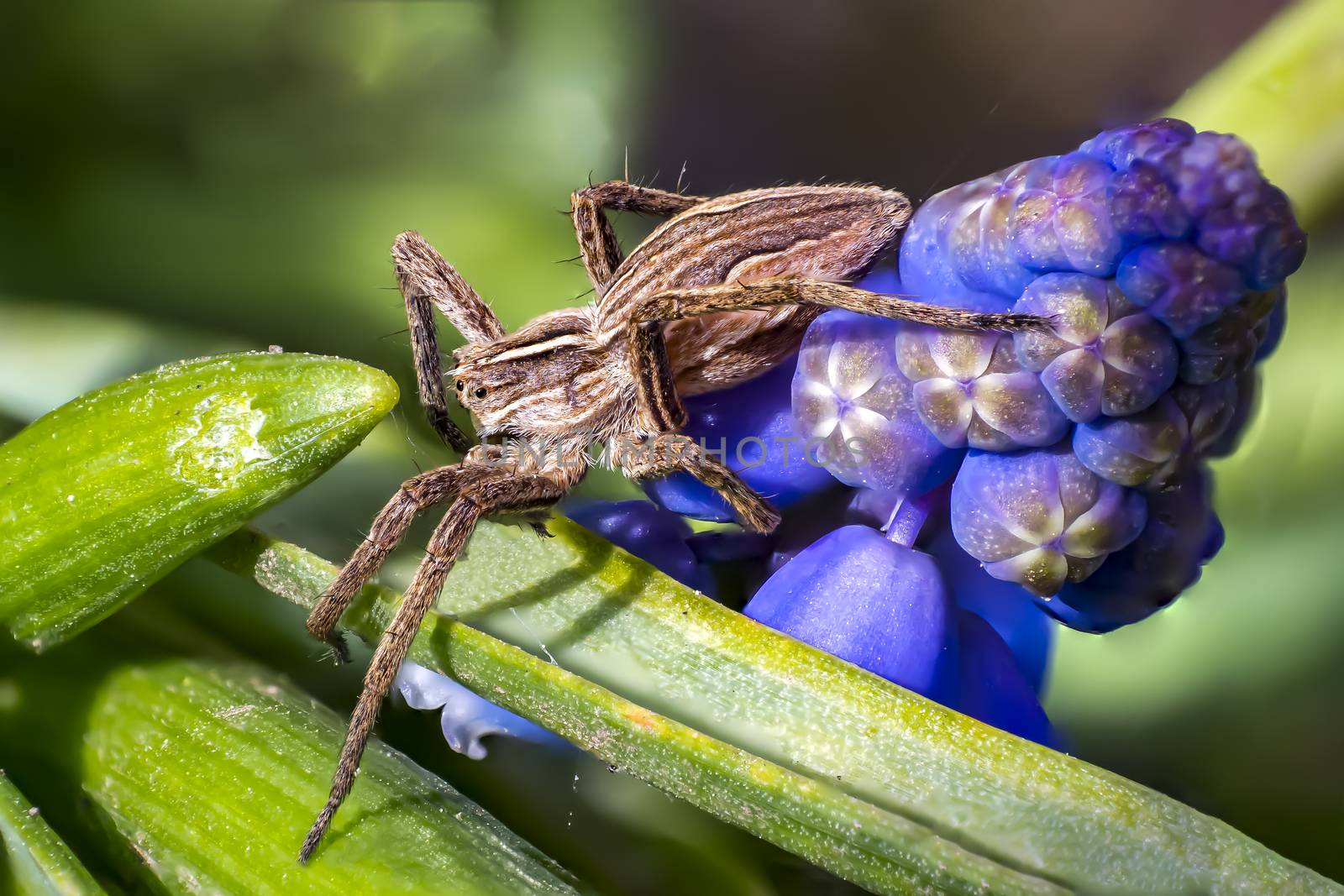 predatory spider close up