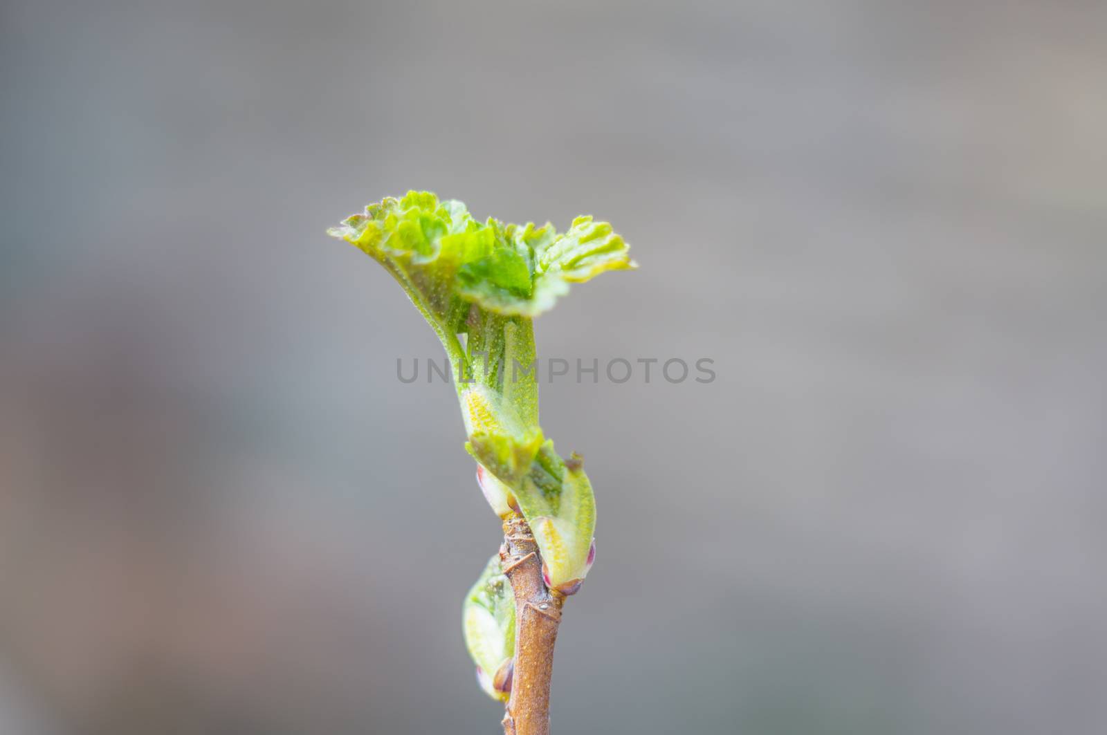 fresh spring blossom flower for easter season