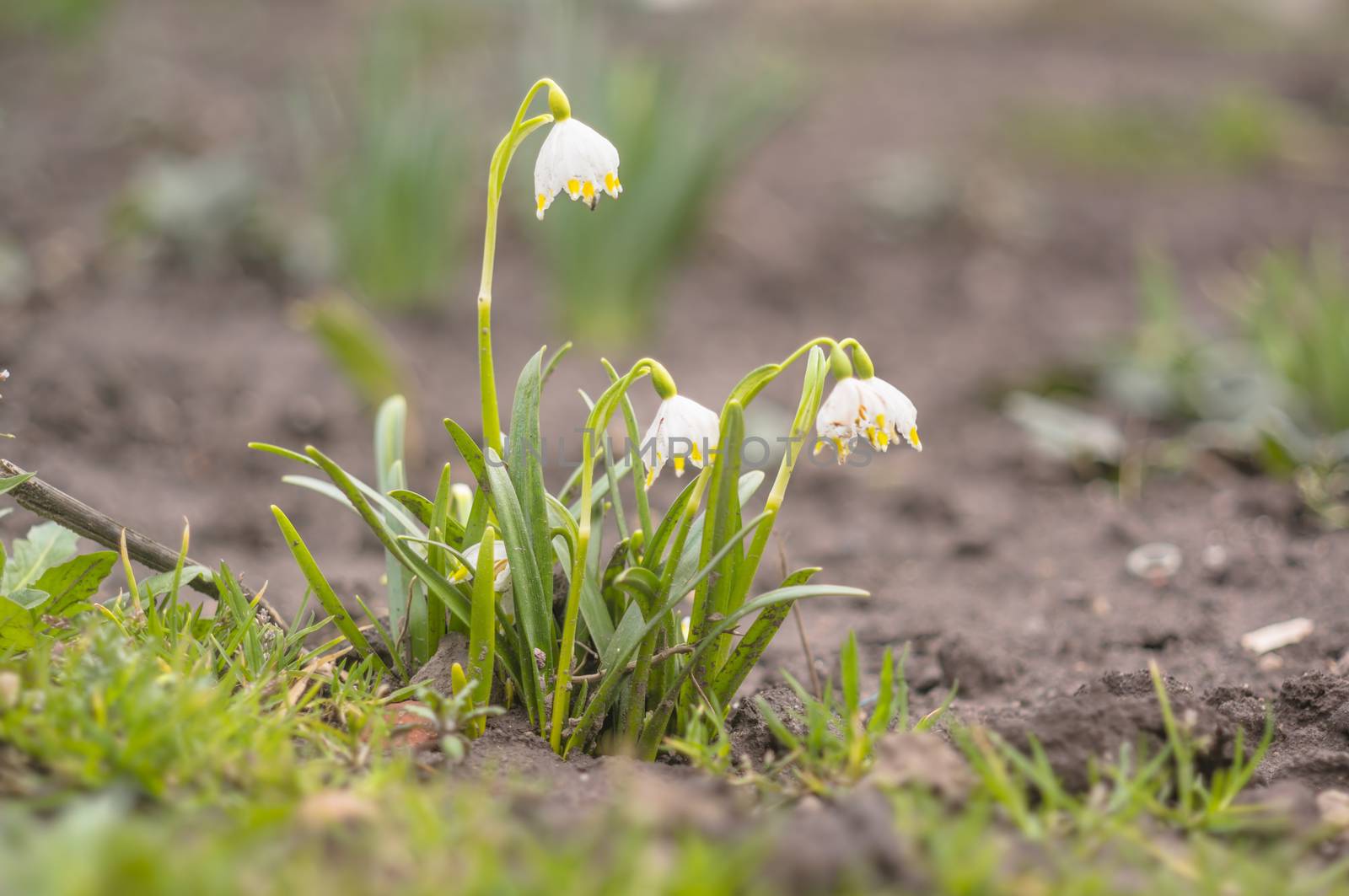 fresh spring blossom flower for easter season