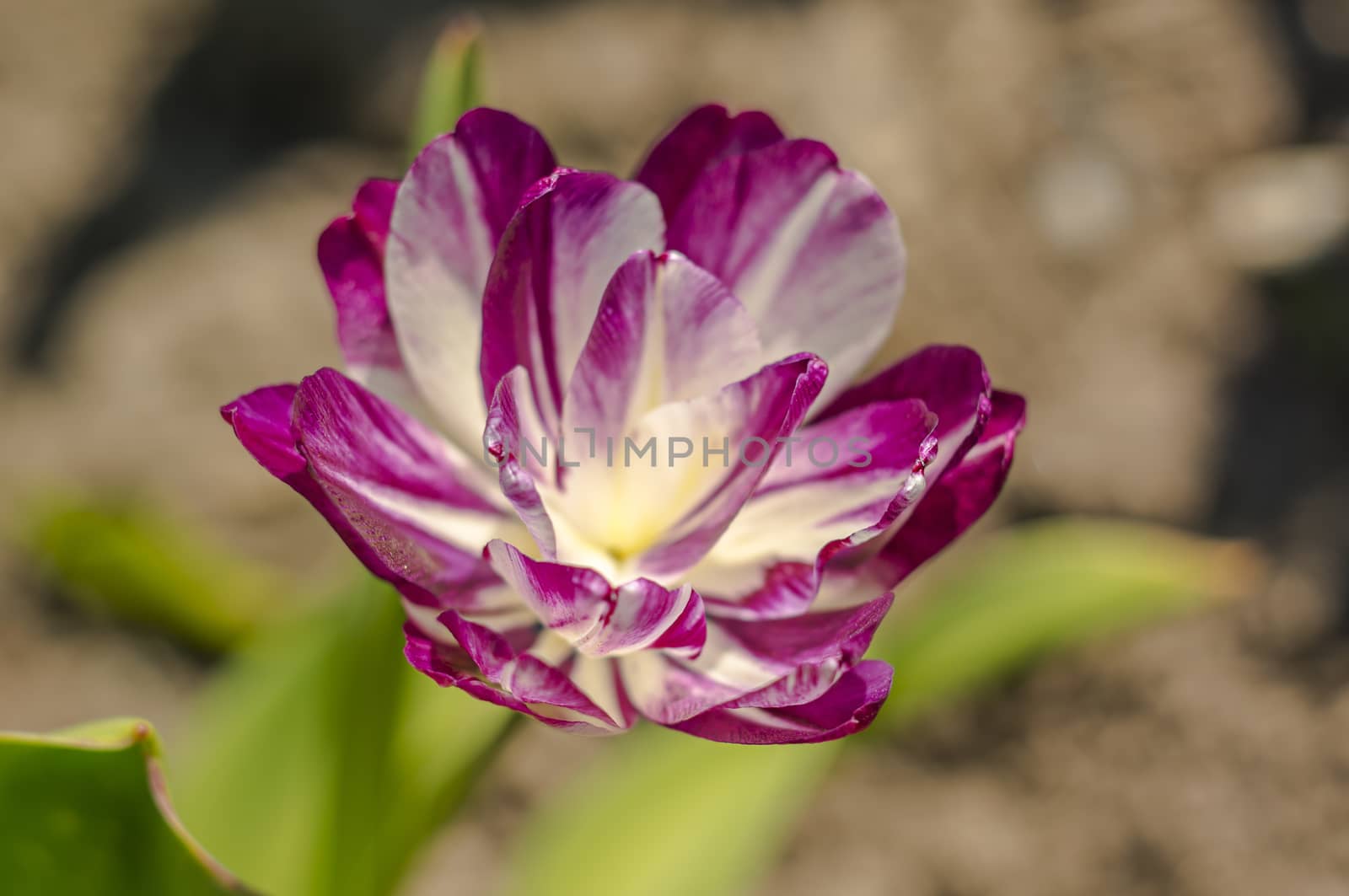 spring flower in my summer season garden