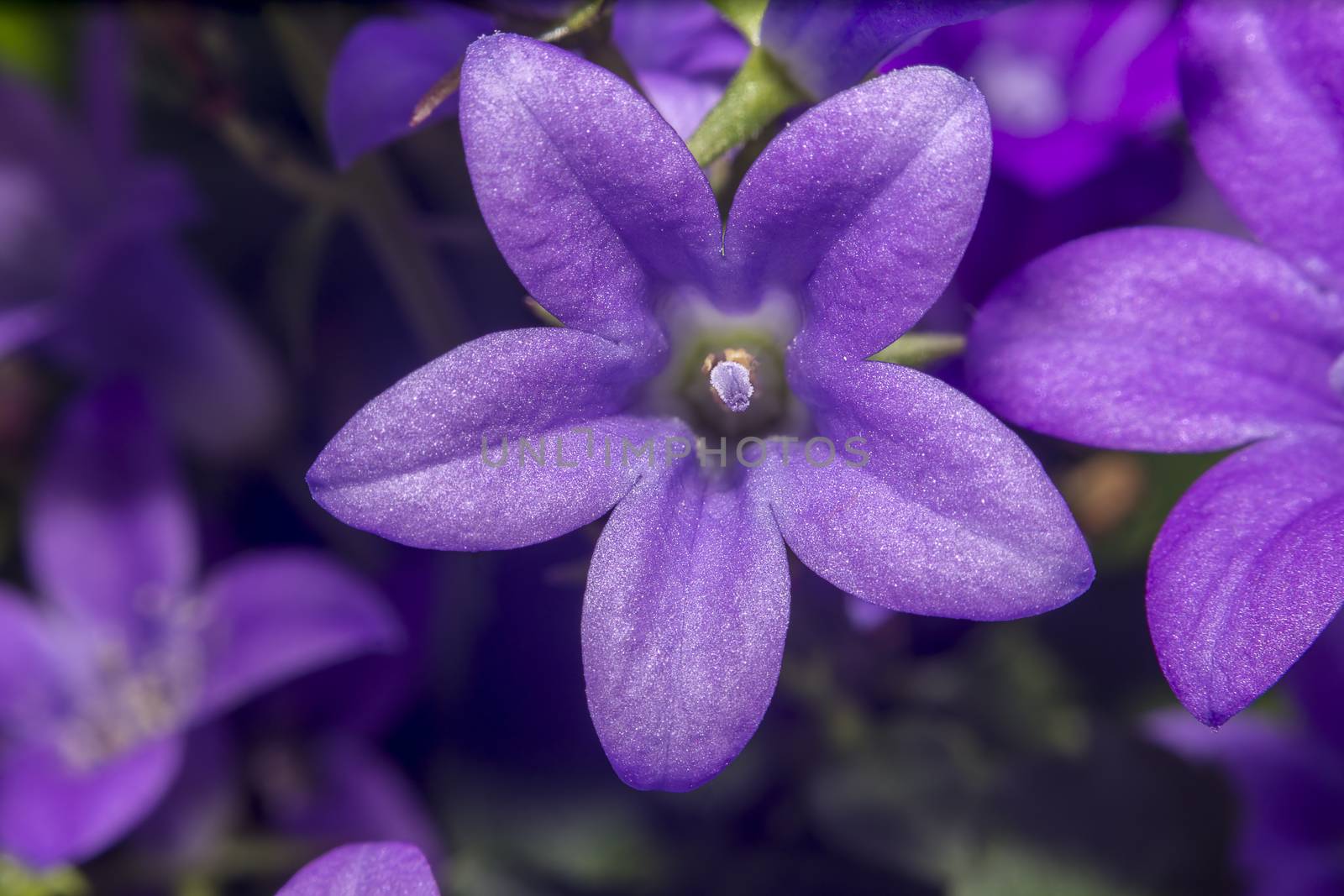 purple violet easter flower spring blossom in my garden