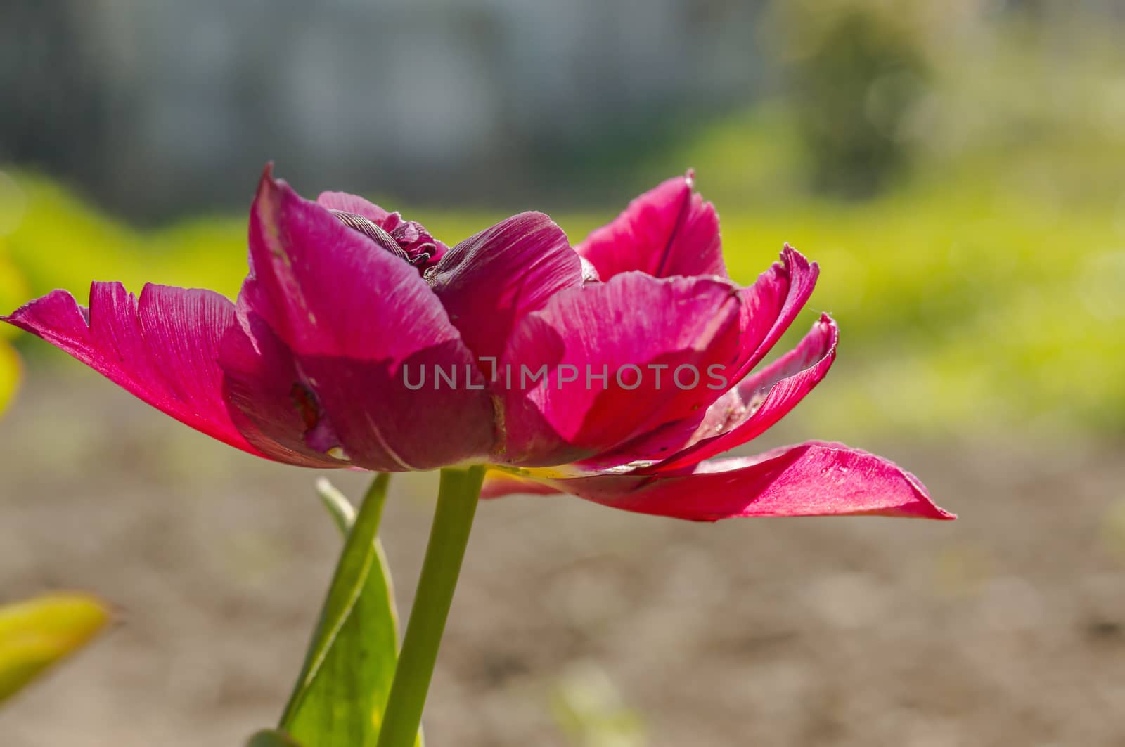 spring flower in my summer season garden