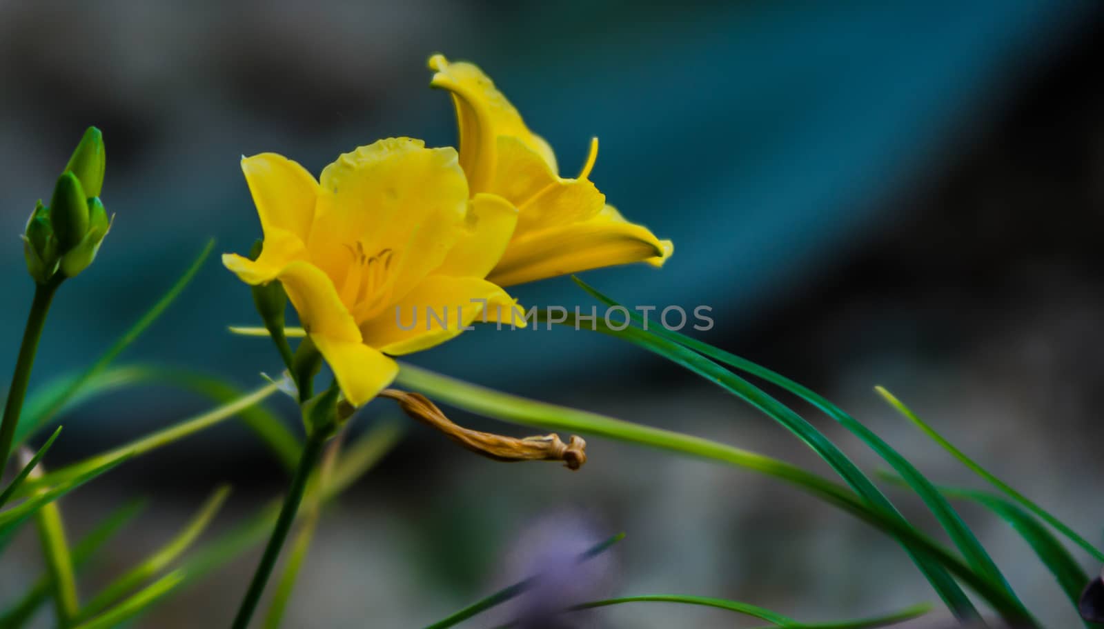 The yellow flowers with burly back ground