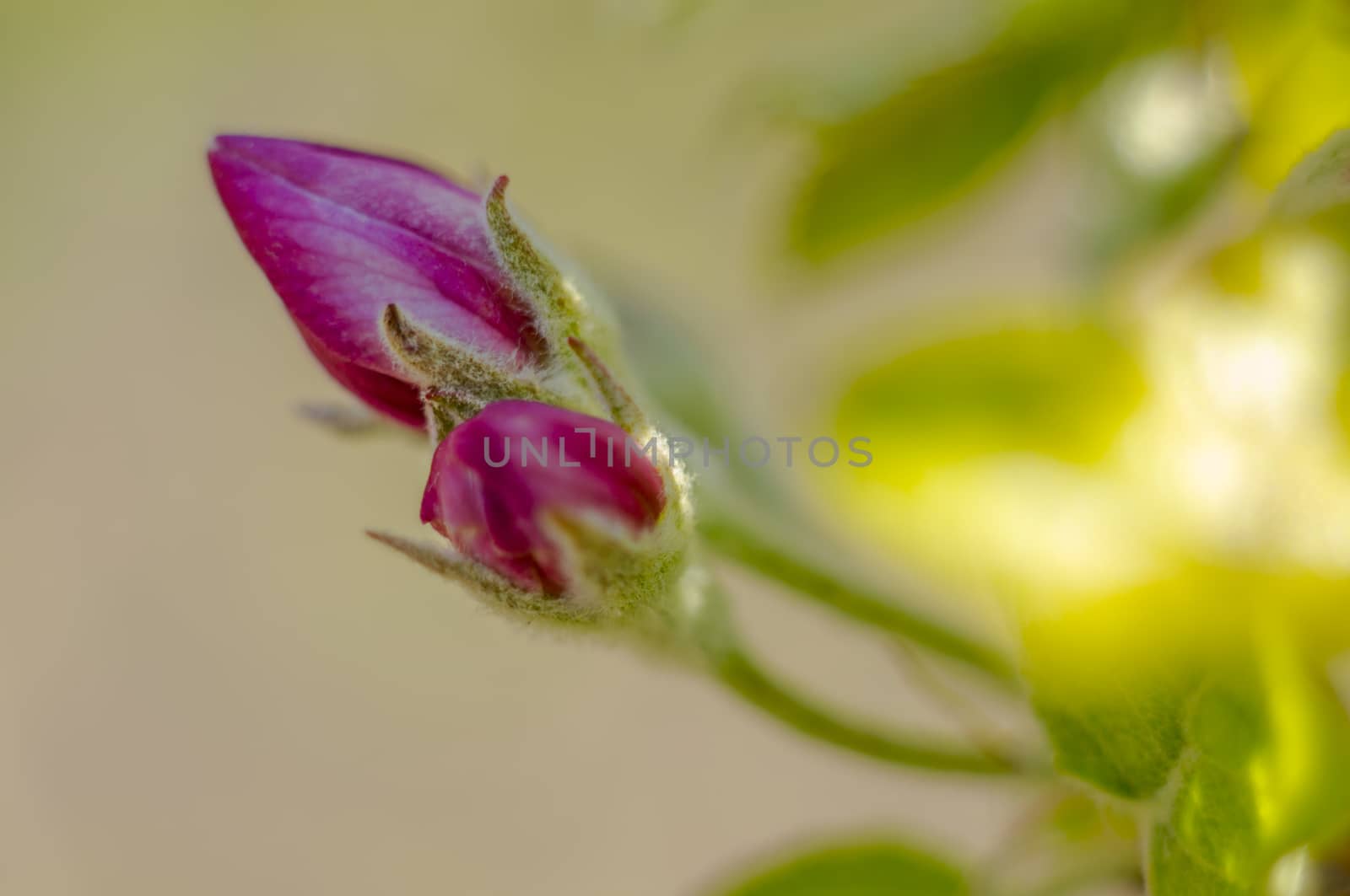spring flower in my summer season garden