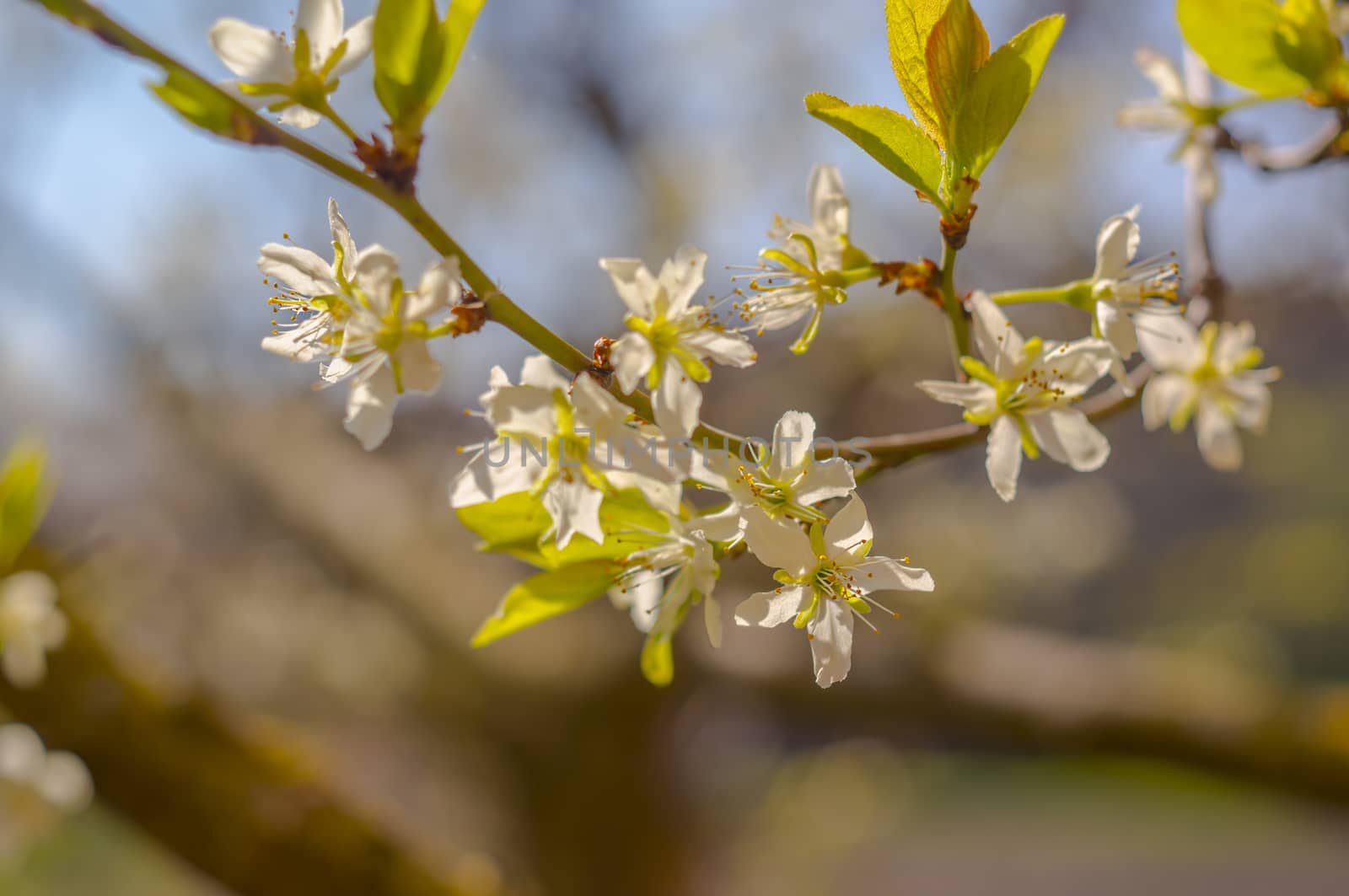 spring flower in my summer season garden