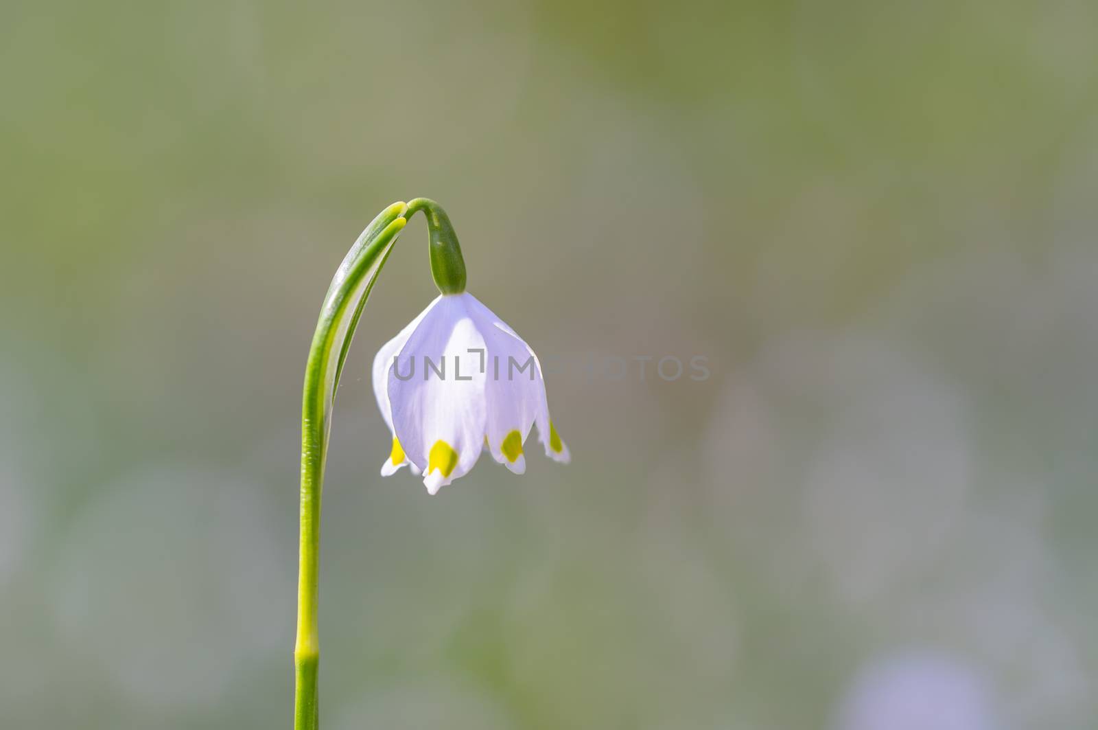 fresh spring blossom flower for easter season