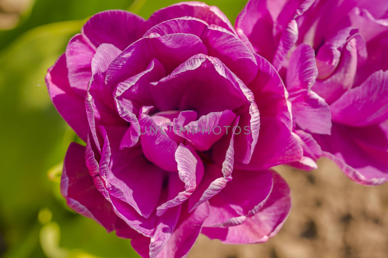 spring flower in my summer season garden