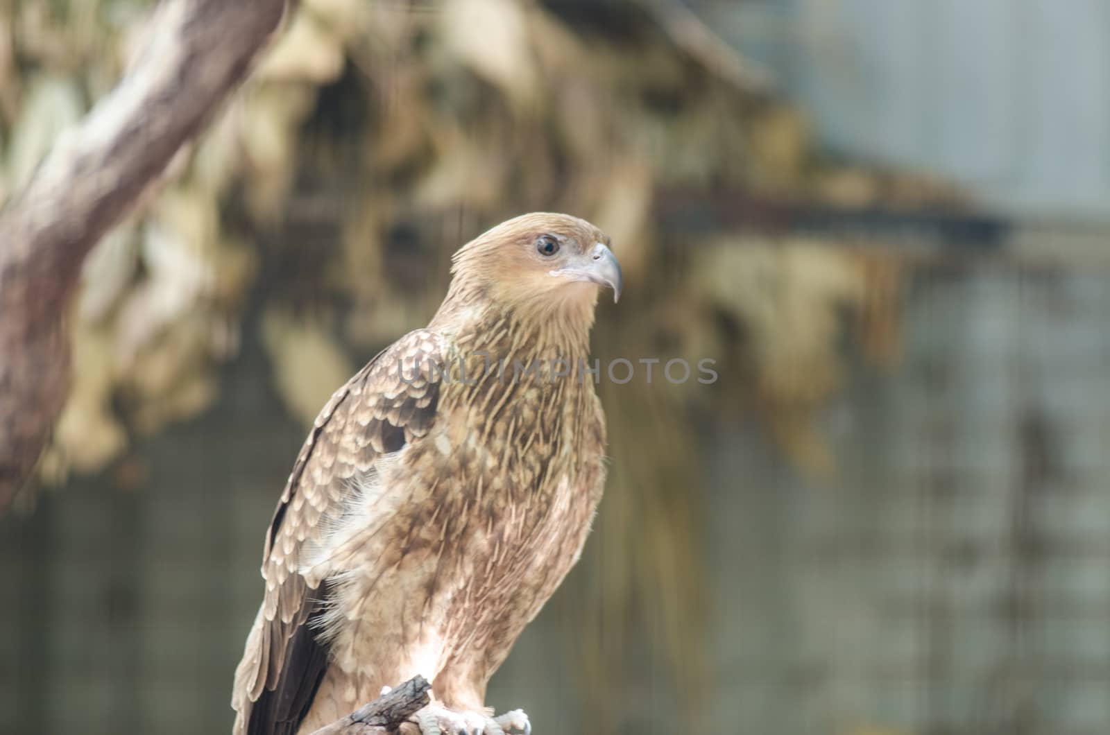 This was taken in australian zoo. It is wild bird called eagle