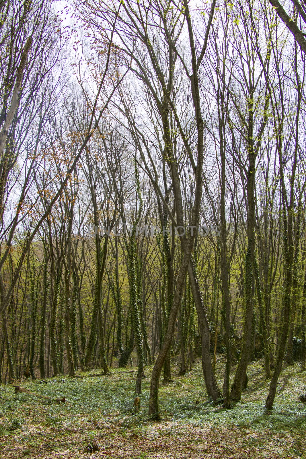 Georgian forest trees and environment,wild.