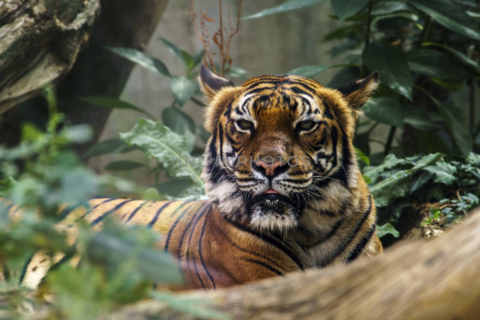 wild tiger watching for prey in the green jungle