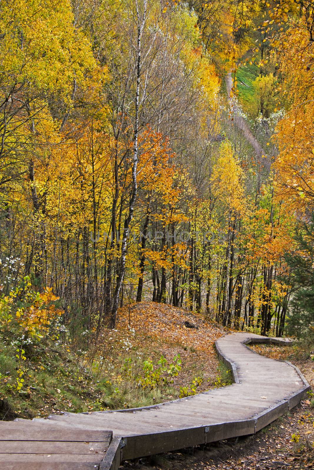 Autumn and fall park and forest trees leaves. Yellow and orange colors in nature. by Taidundua