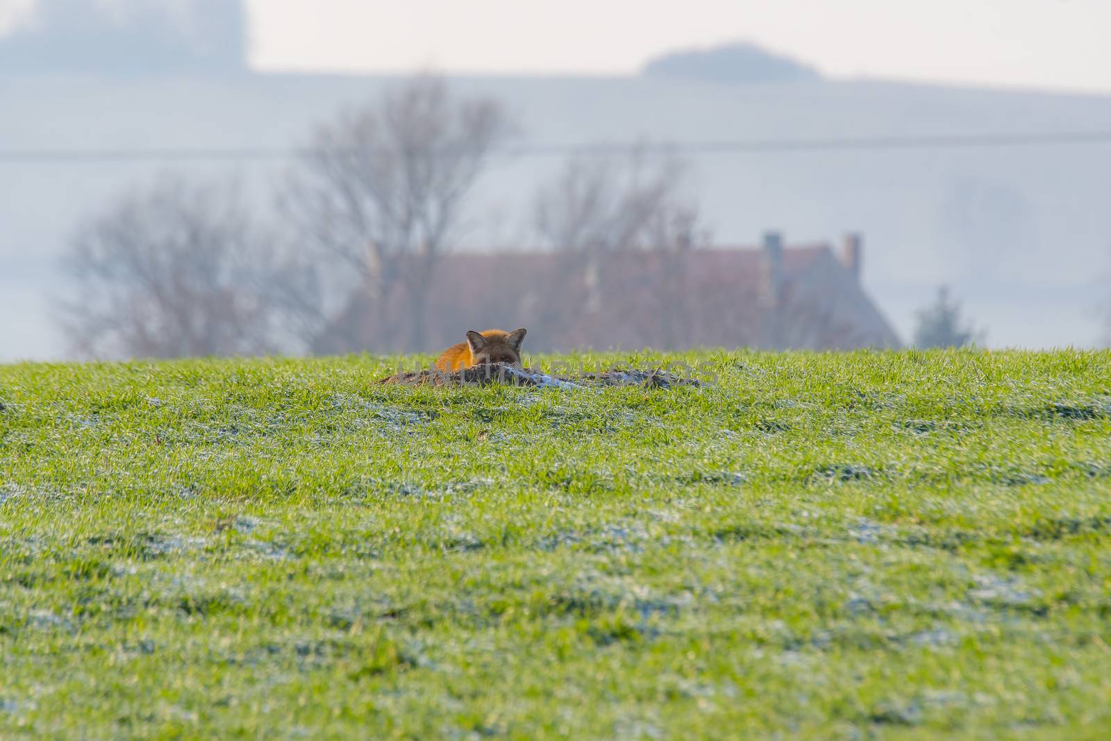 young fox at a fox cave