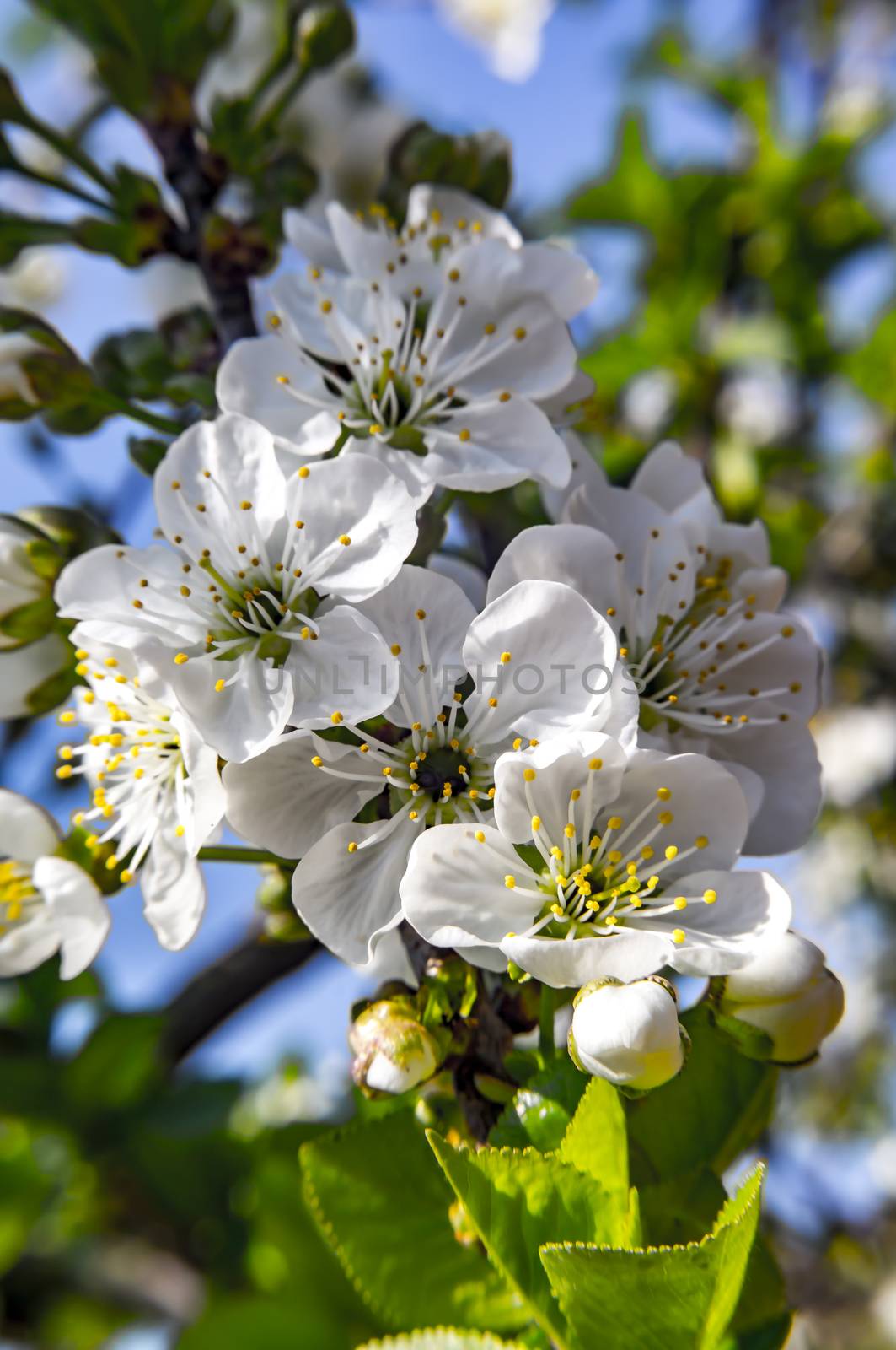 young cherry blossom in spring season