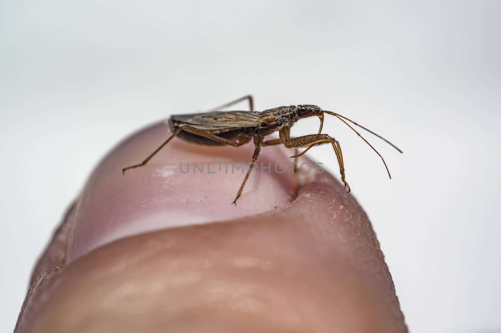 small insect on my finger in spring season