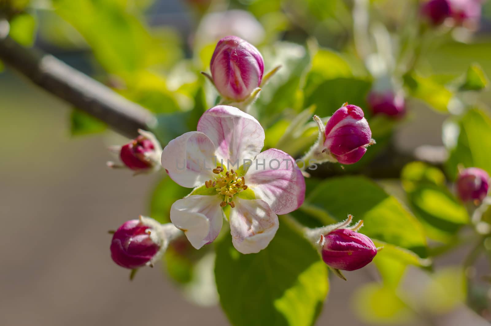 spring flower in my summer season garden