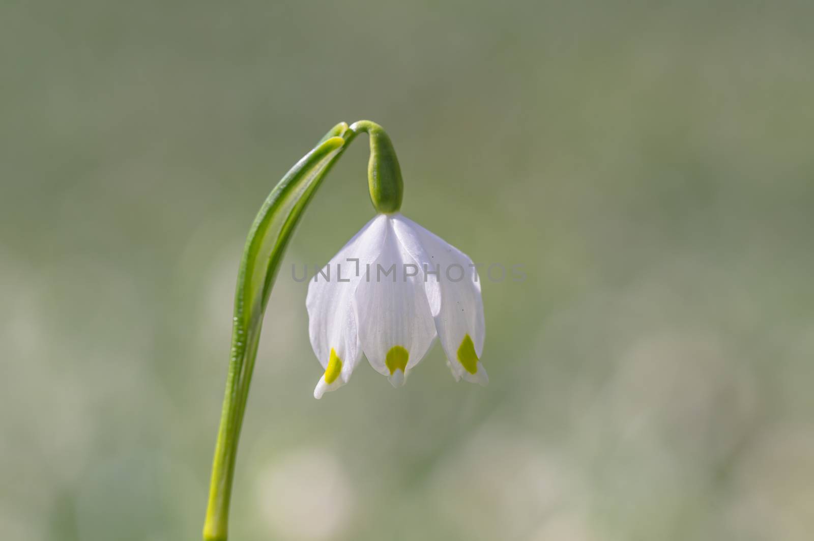 fresh spring blossom flower for easter season