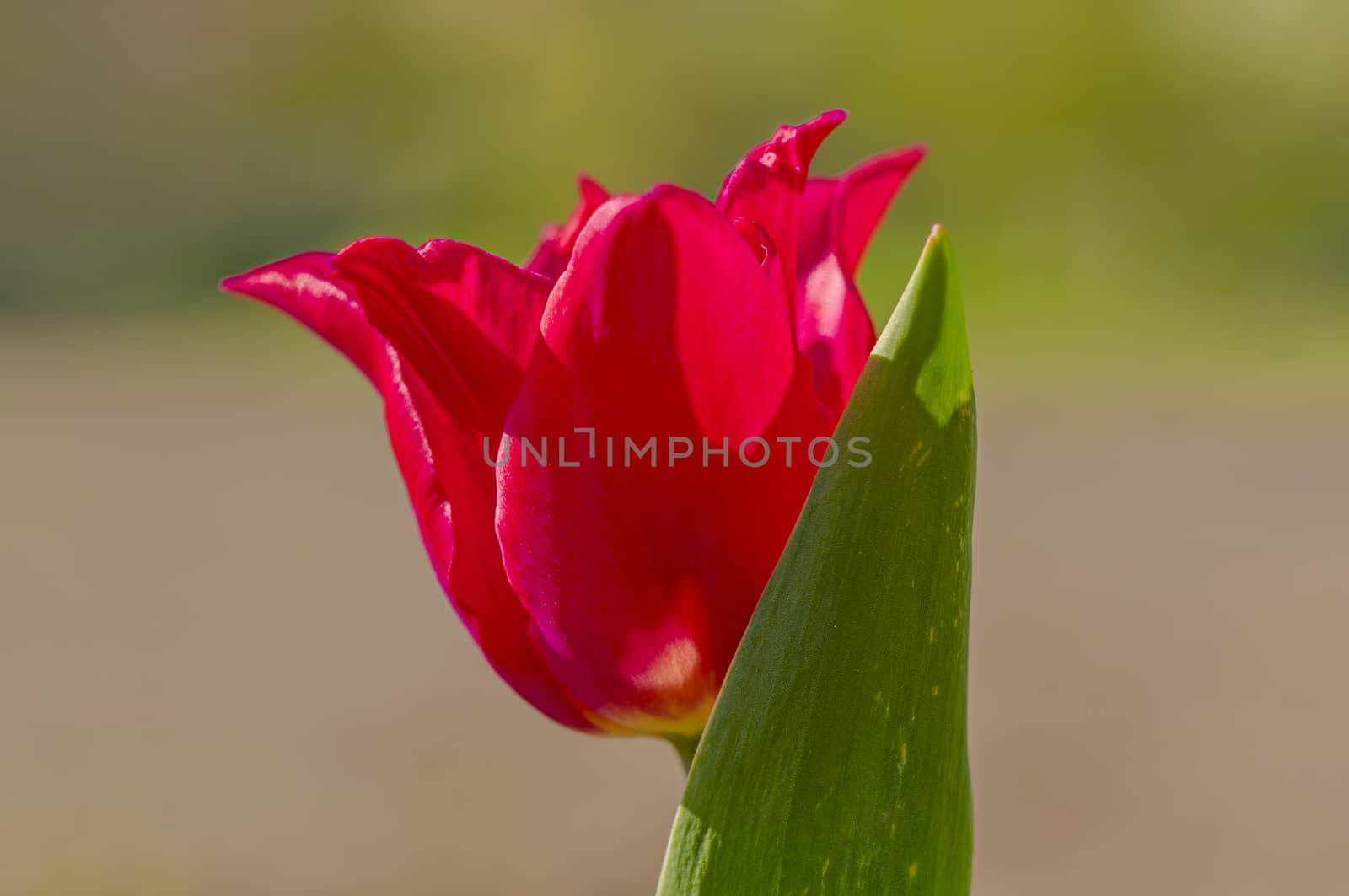 spring flower in my summer season garden