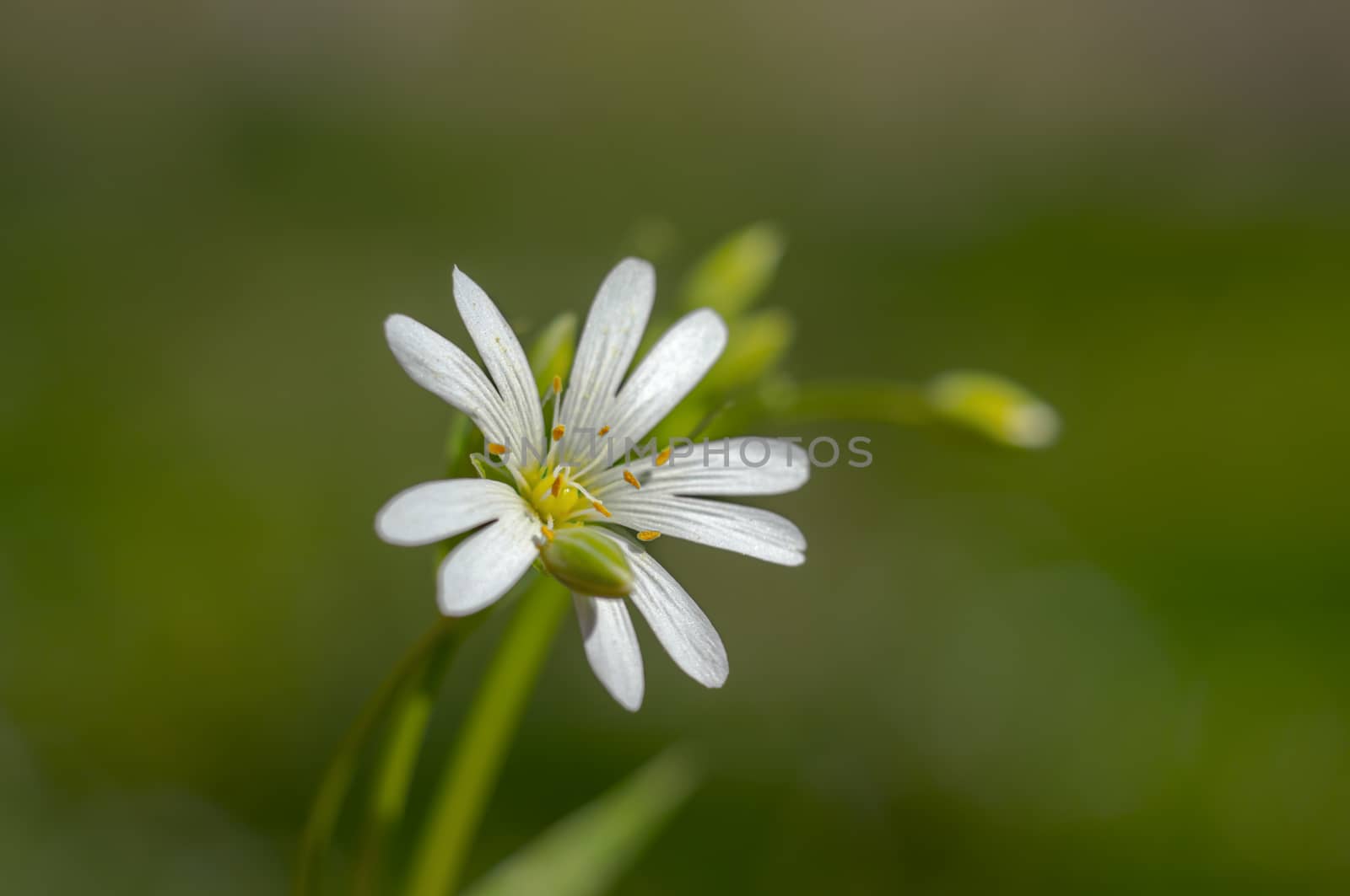 spring flower in my summer season garden