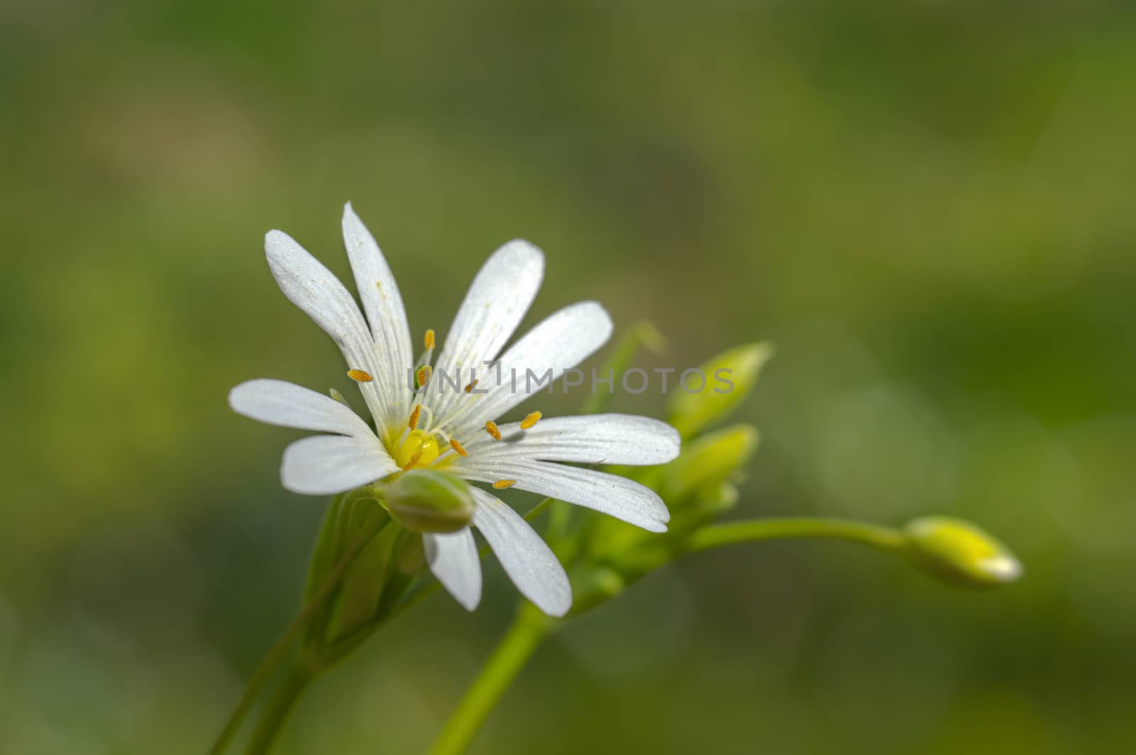 spring flower in my summer season garden