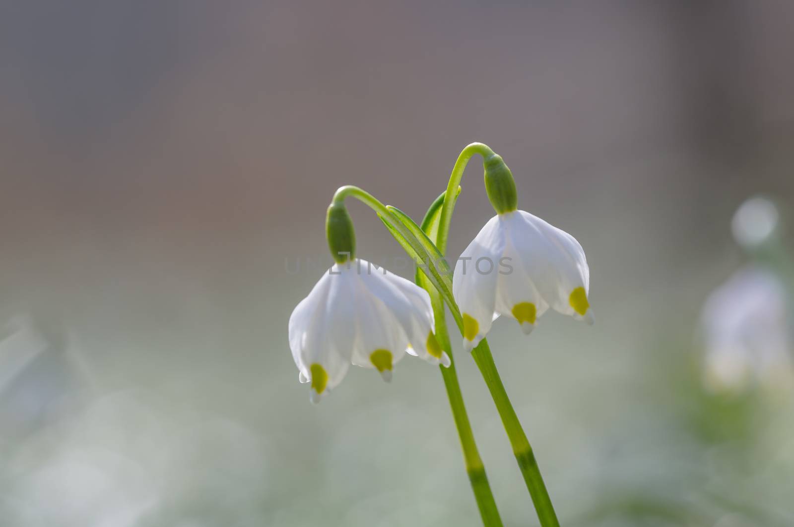 fresh spring blossom flower for easter season