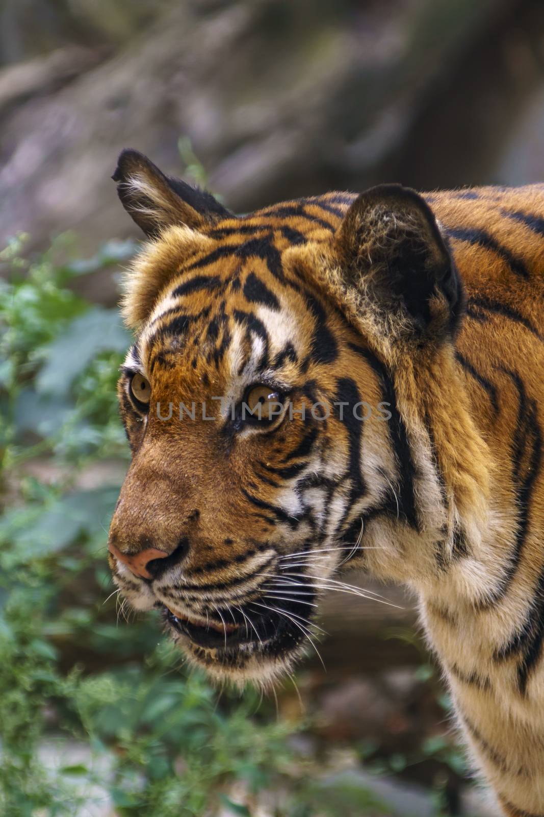 wild tiger watching for prey in the green jungle