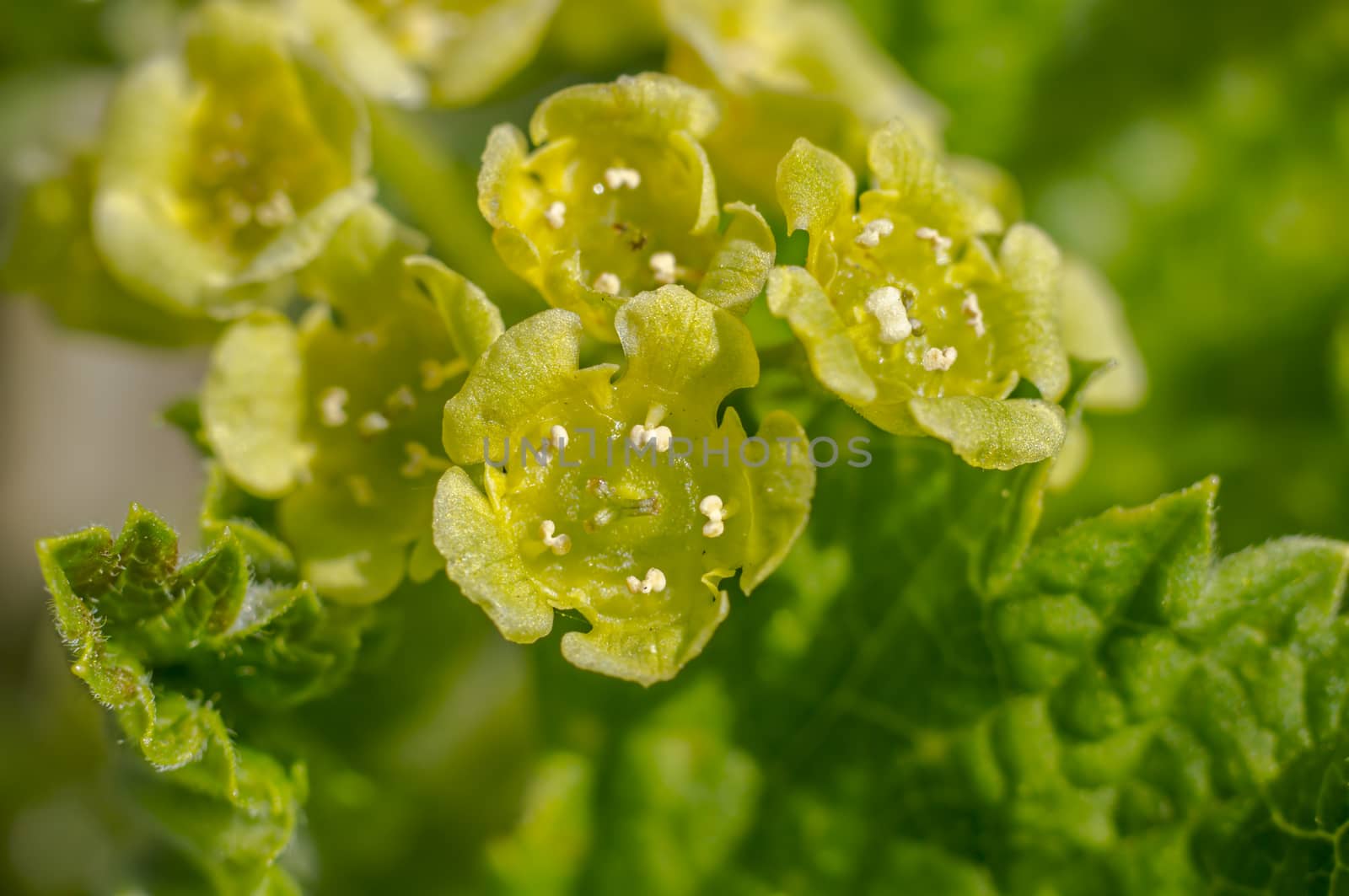 spring flower in my summer season garden