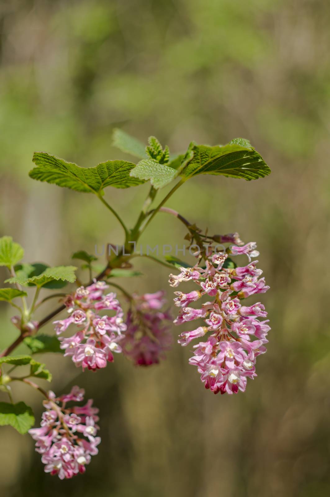 spring flower in my summer season garden