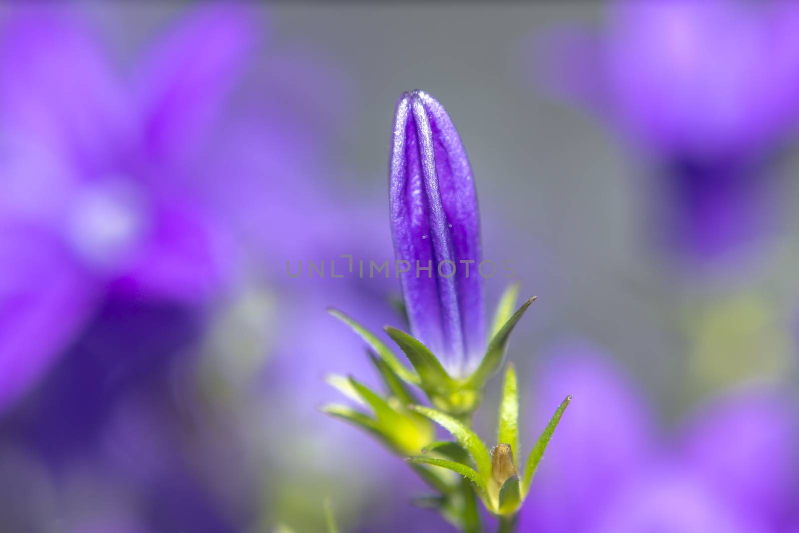 purple violet easter flower spring blossom in my garden