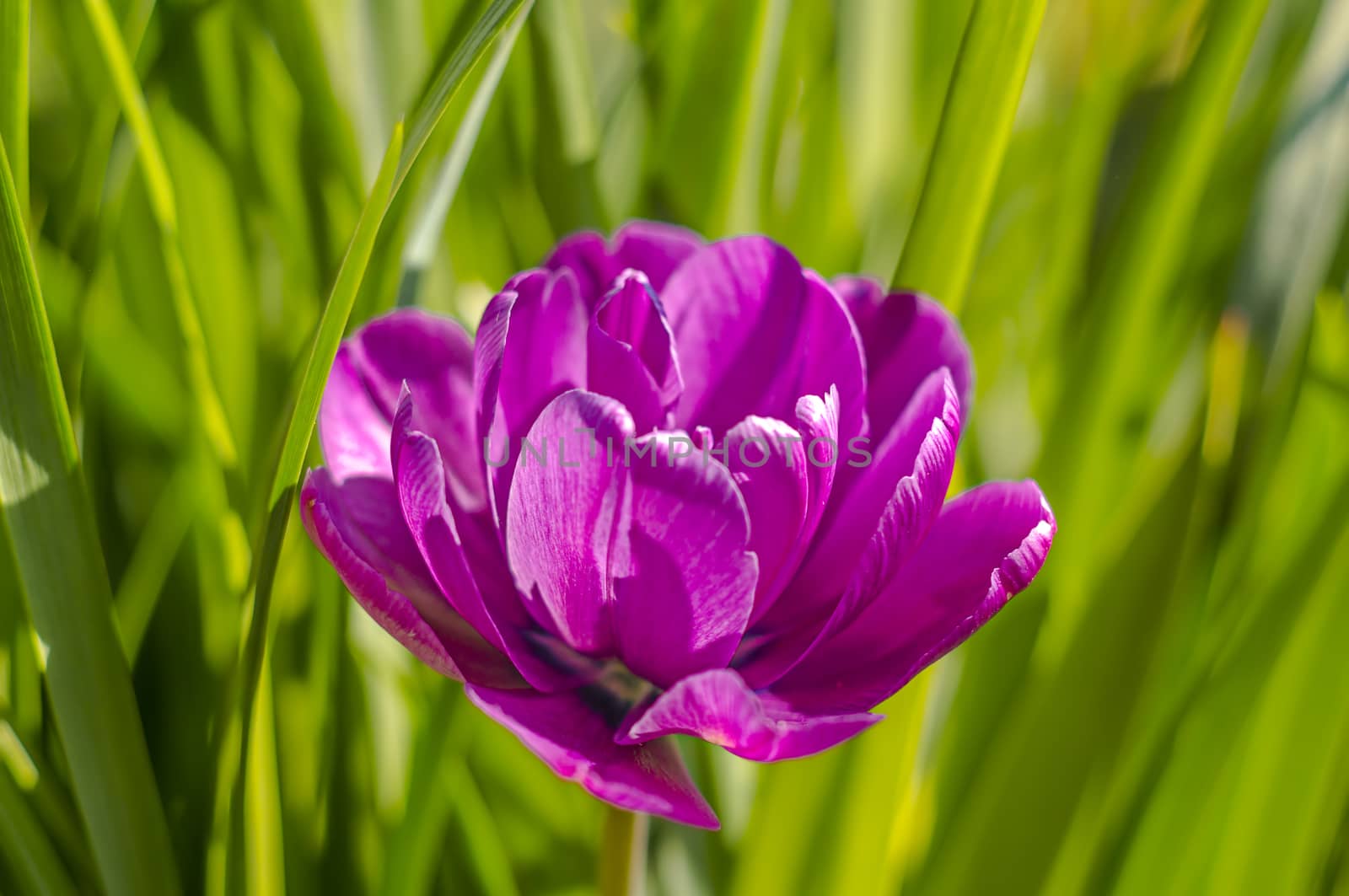 spring flower in my summer season garden
