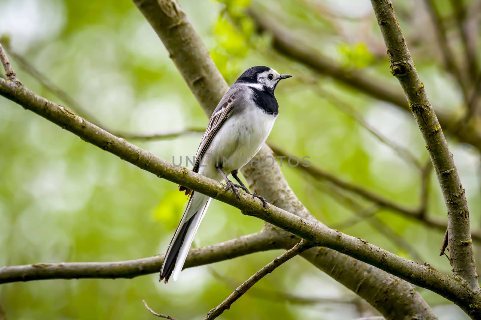 Wagtail sits on a branch