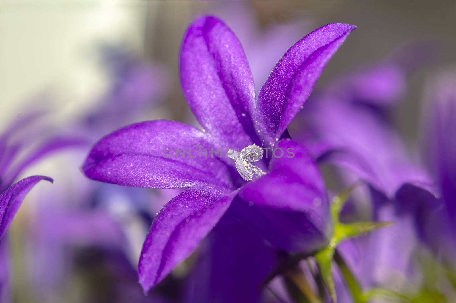 purple violet easter flower spring blossom in my garden