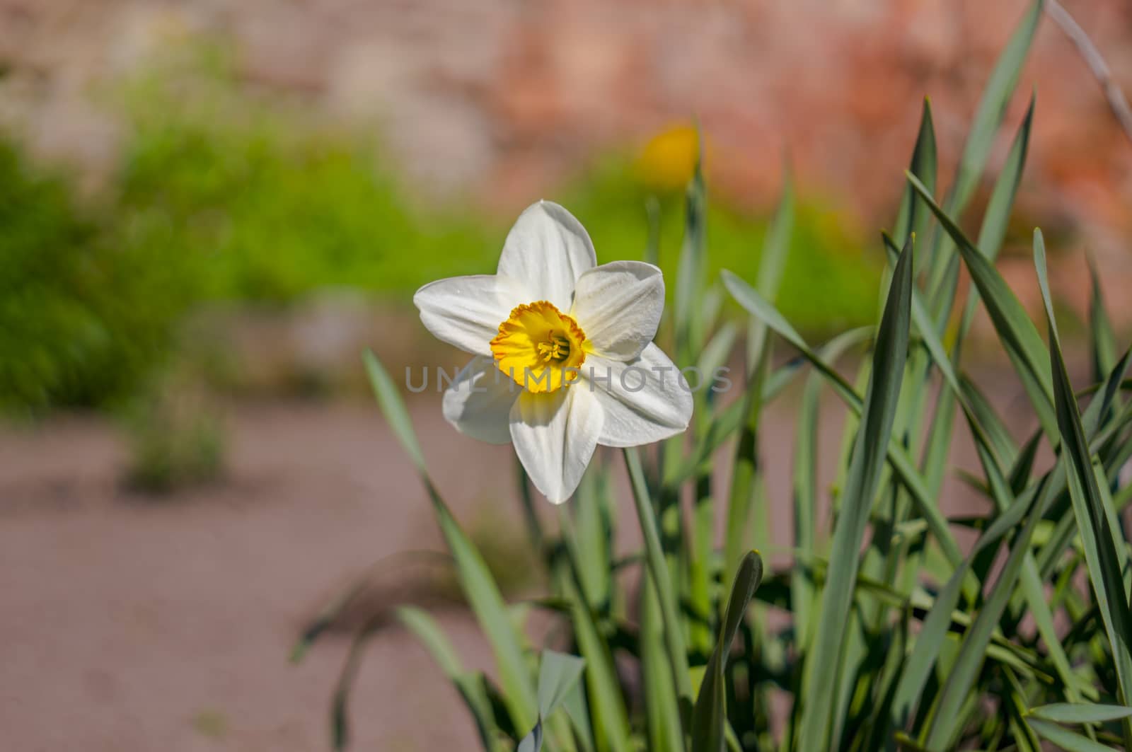 spring flower in my summer season garden