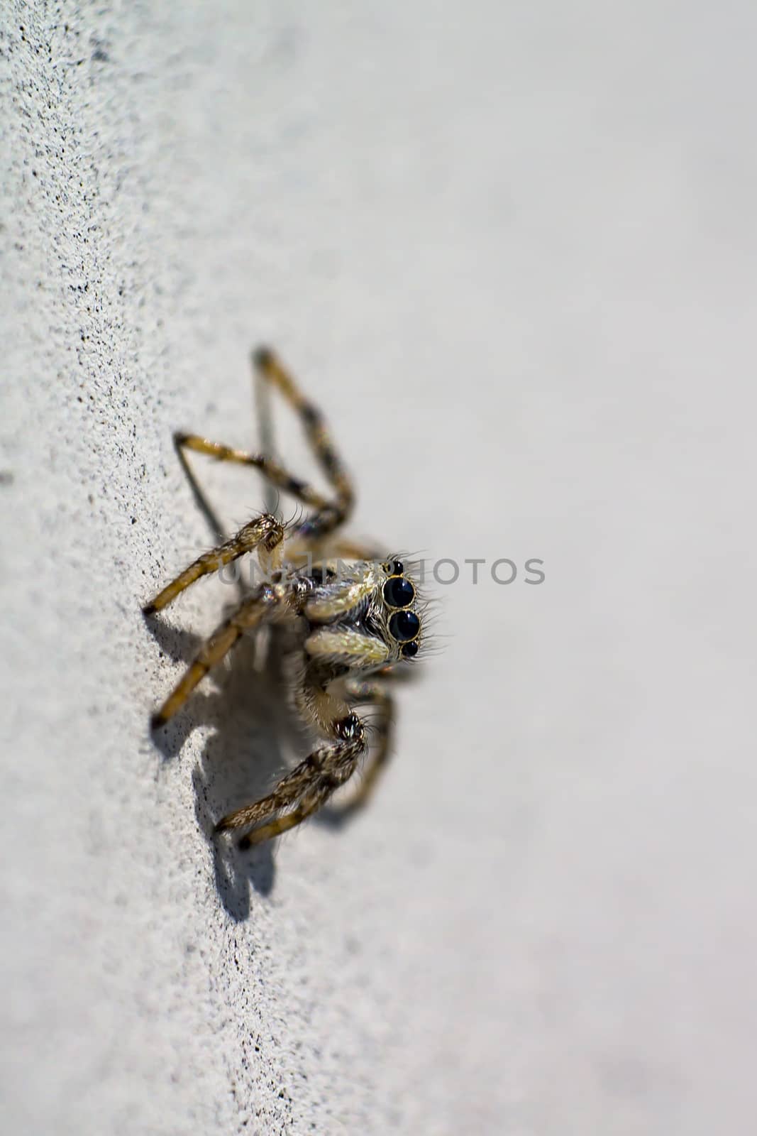 small insect zebra jumping spider in spring season