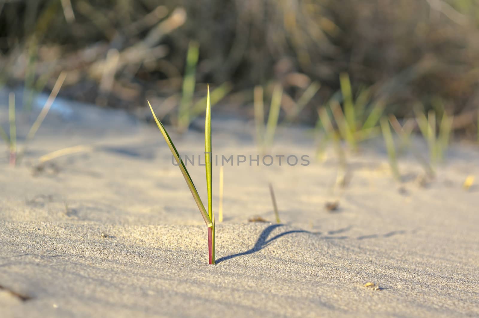 summer season holiday at baltic sea side germany