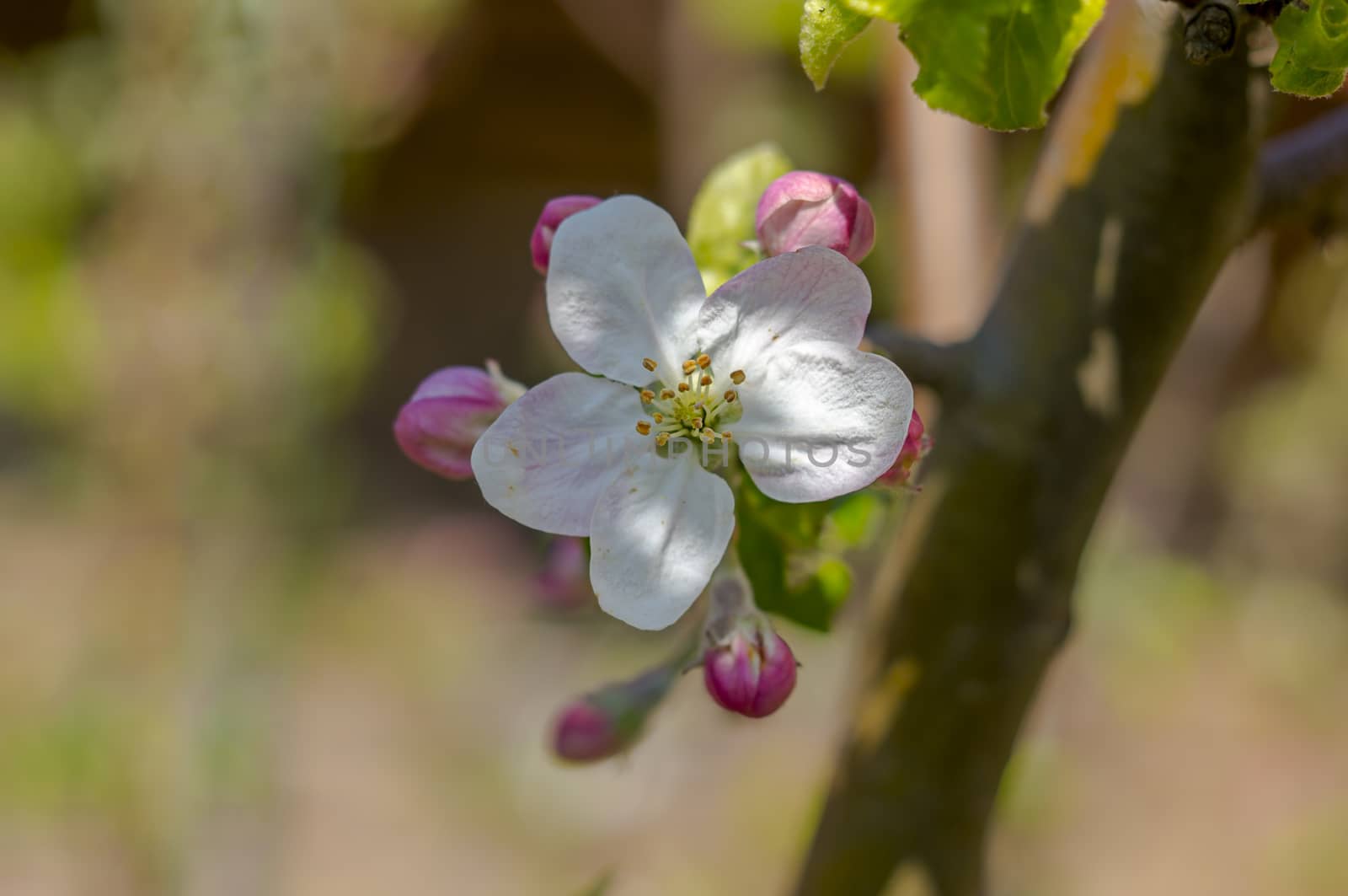 spring flower in my summer season garden