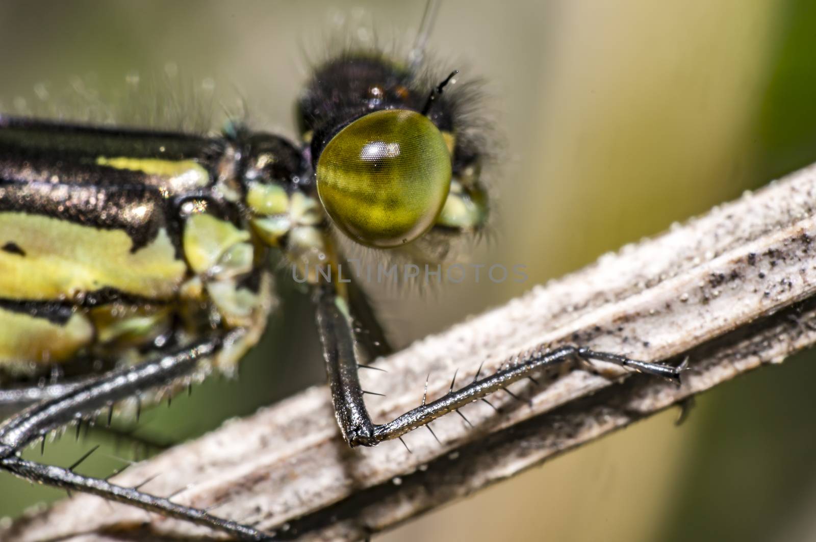 Green Dragon Fly in Nature summer season
