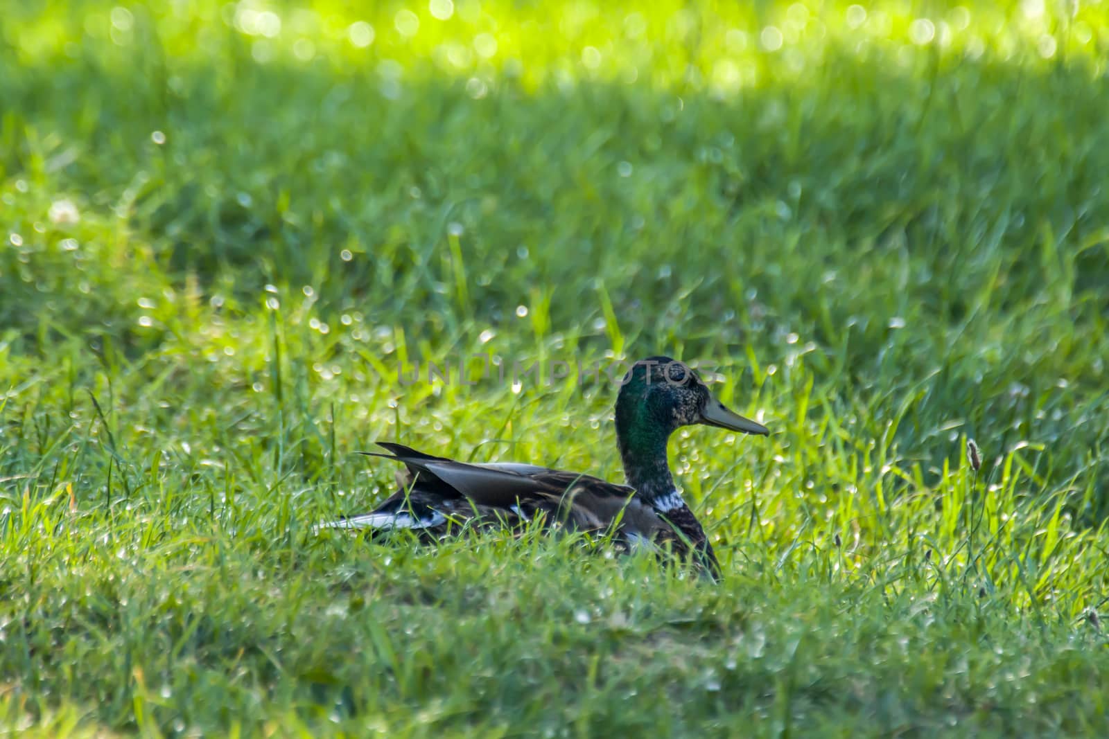 mallard in green lake park in summer season time