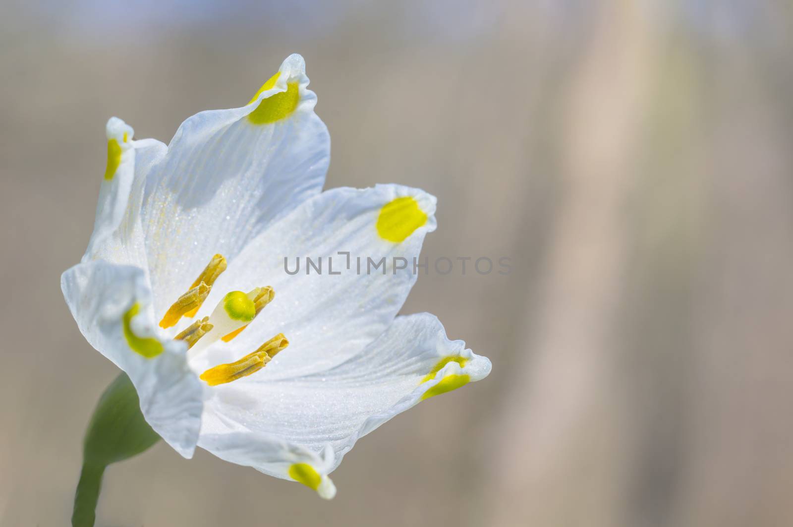 fresh spring blossom flower for easter season