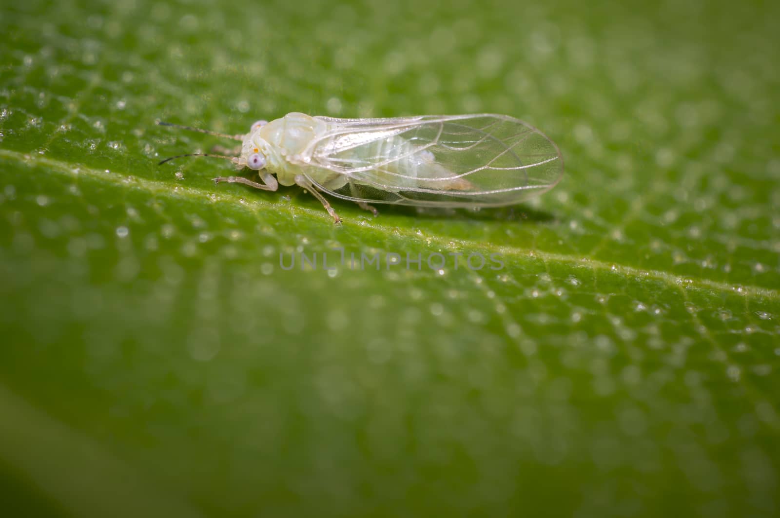 small cicada on green leaf in summer garden