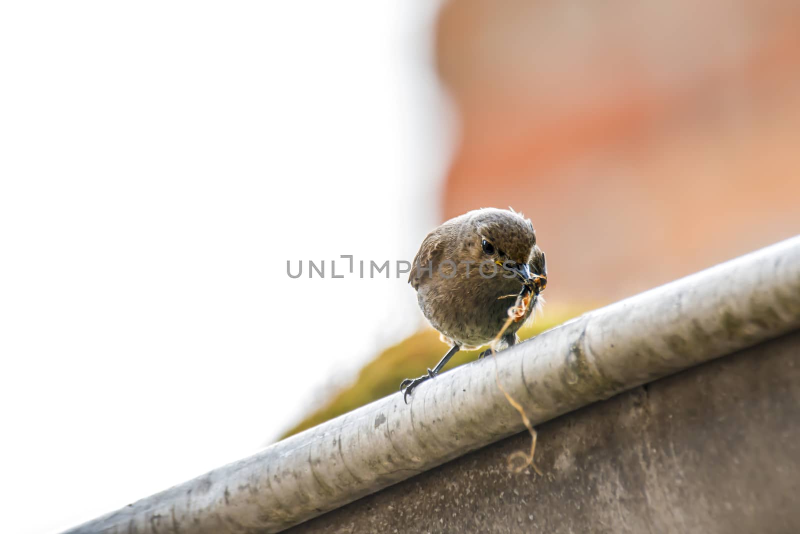 redstart female brings feed for the young