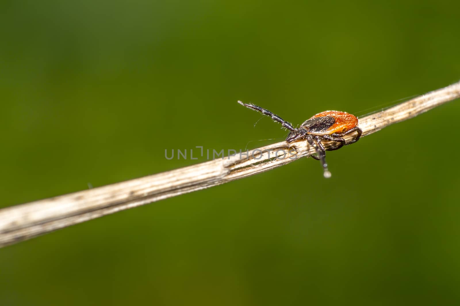 Tick on a herb in the summer season
