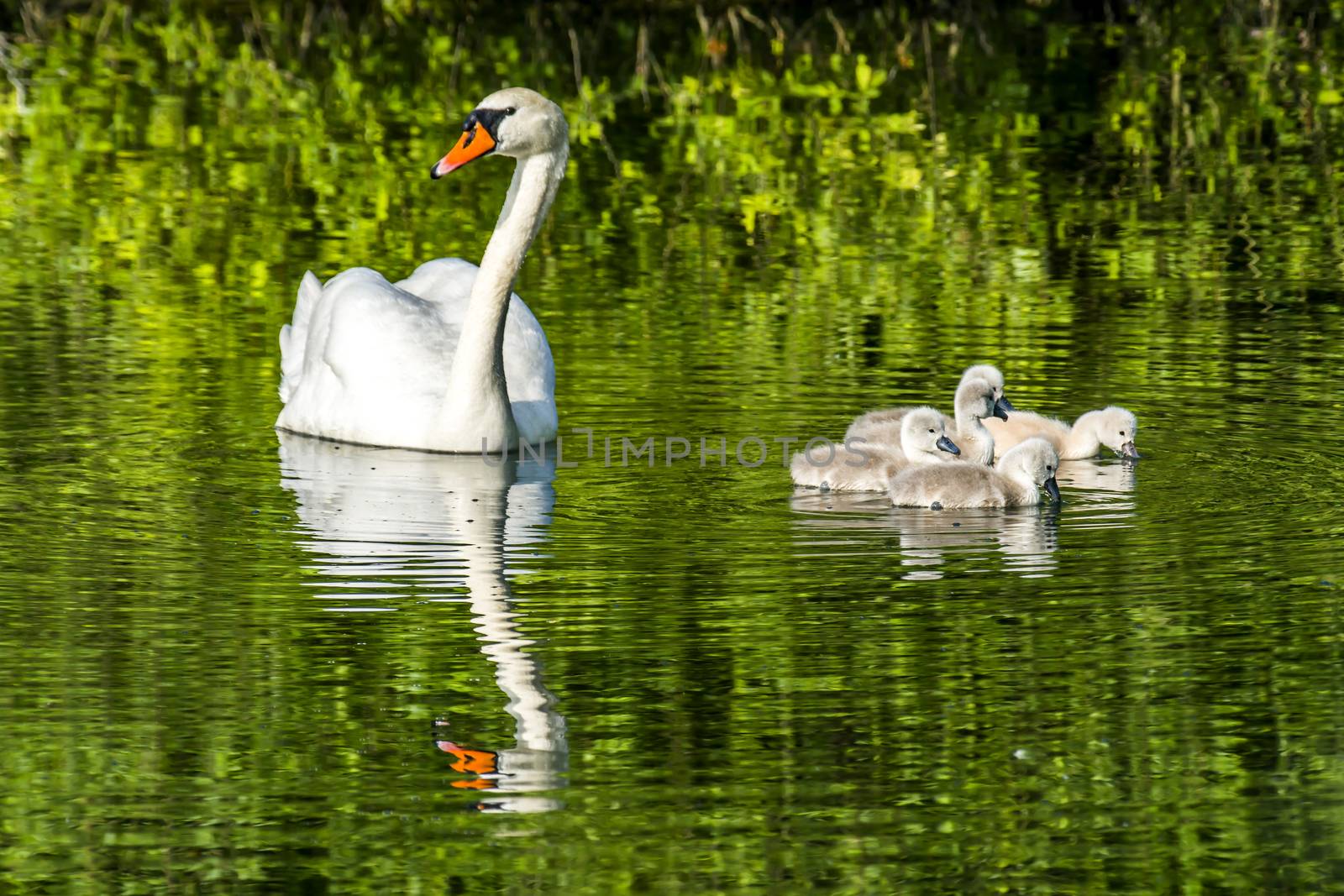 swan family at claer lake in summer season